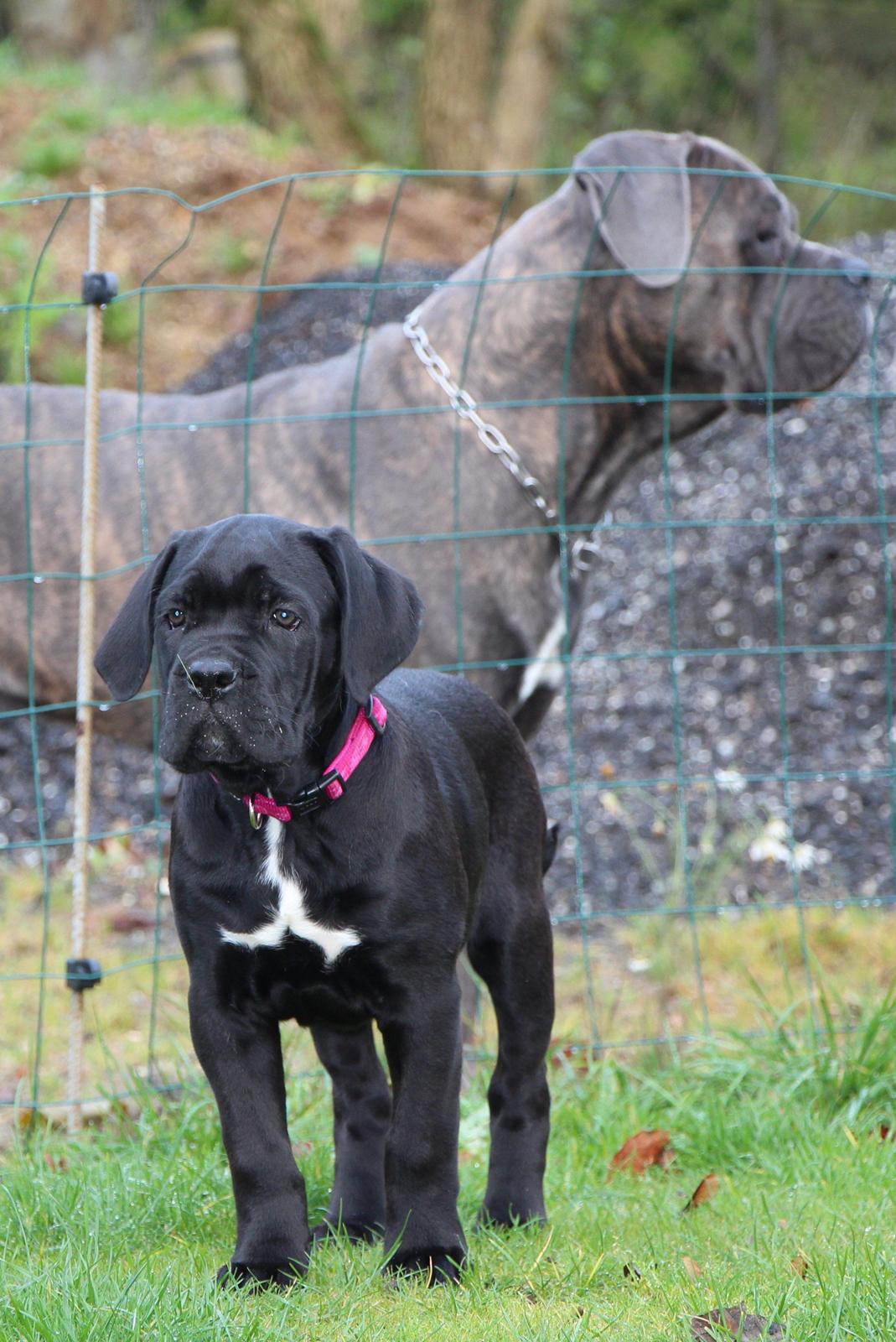 Cane corso J'adore Sofia Custodi Nos billede 6