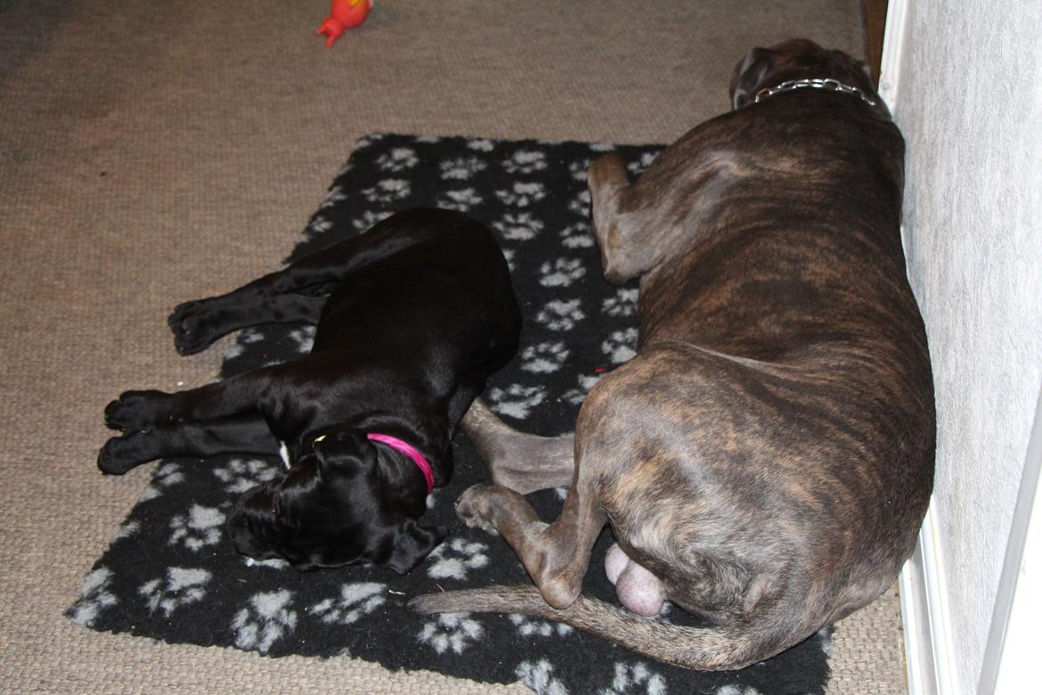 Cane corso J'adore Sofia Custodi Nos billede 7