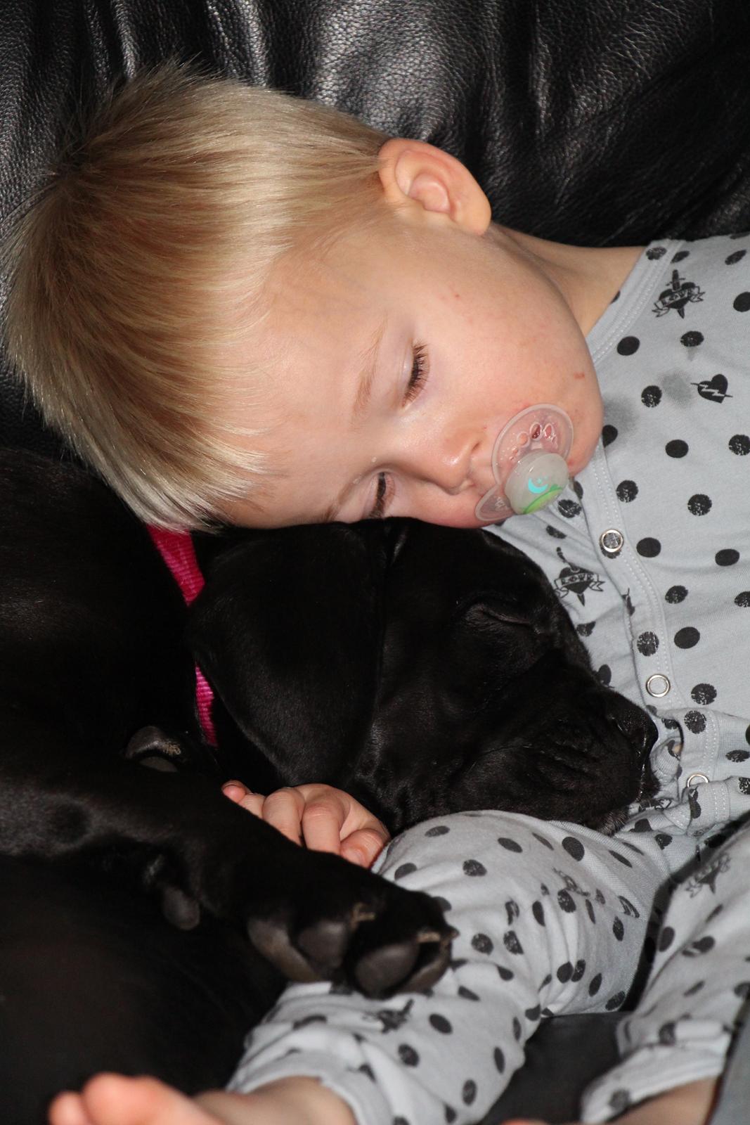 Cane corso J'adore Sofia Custodi Nos billede 8