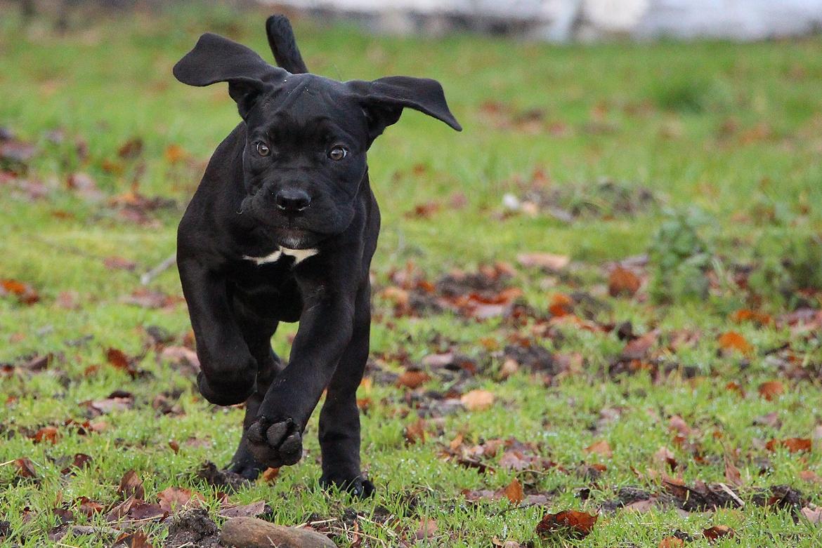 Cane corso J'adore Sofia Custodi Nos billede 9