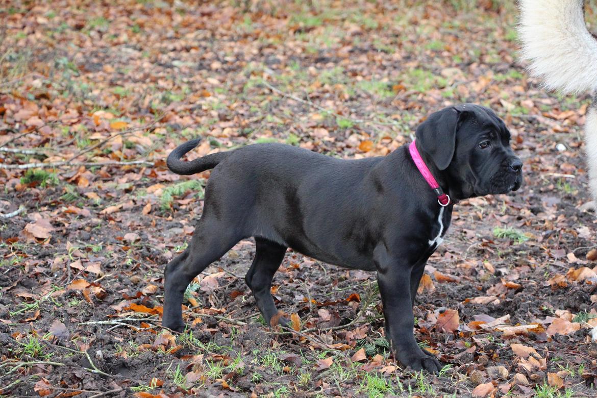 Cane corso J'adore Sofia Custodi Nos billede 10