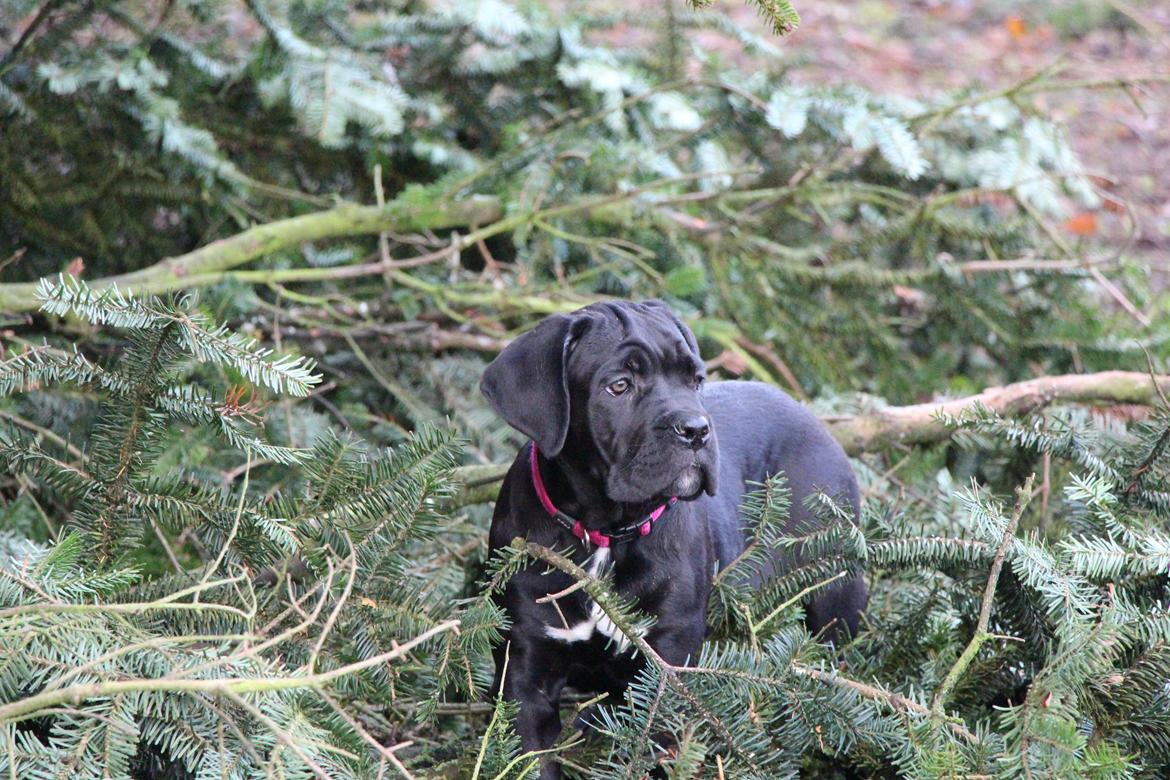 Cane corso J'adore Sofia Custodi Nos billede 11