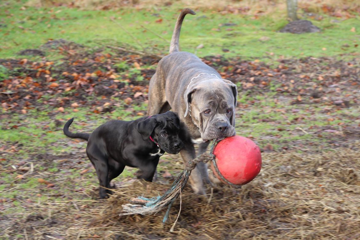 Cane corso J'adore Sofia Custodi Nos billede 12