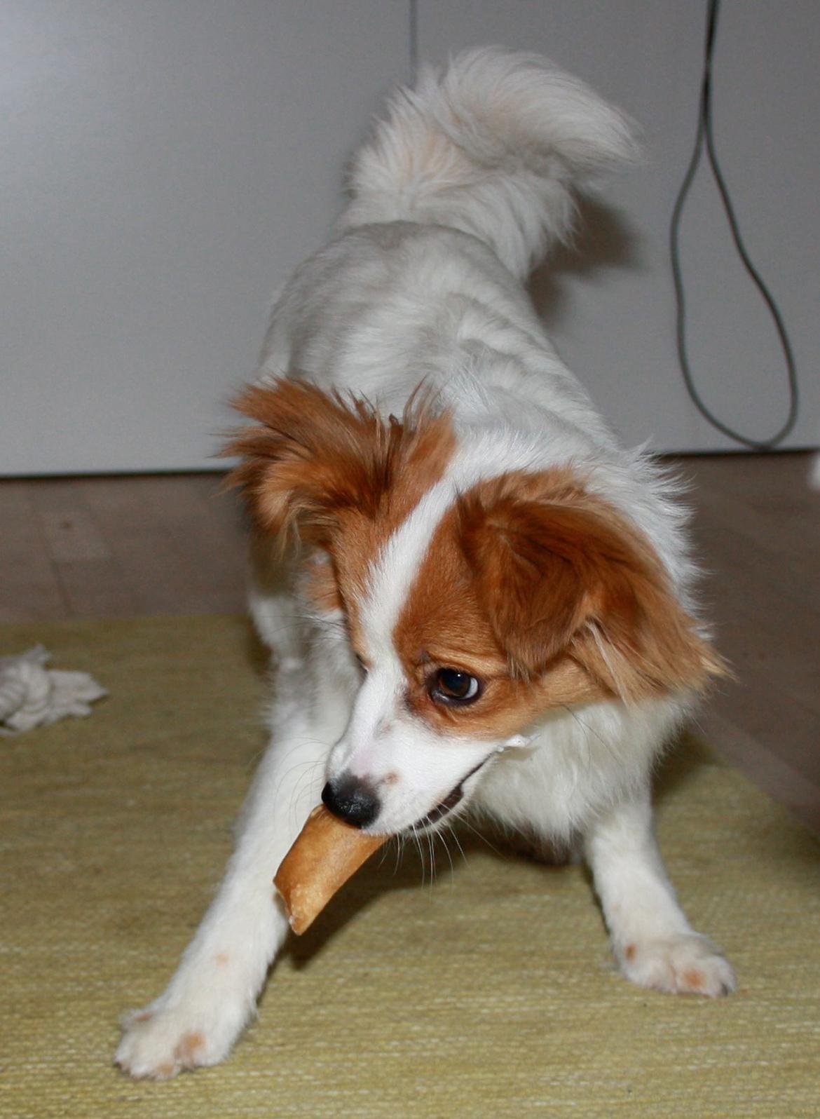 Papillon Mali billede 1