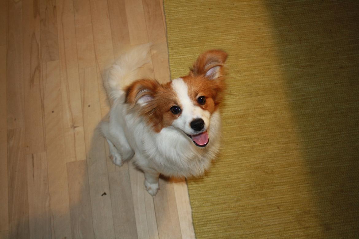 Papillon Mali billede 2