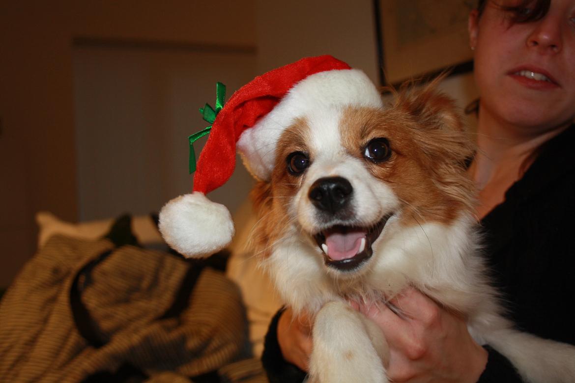 Papillon Mali billede 3