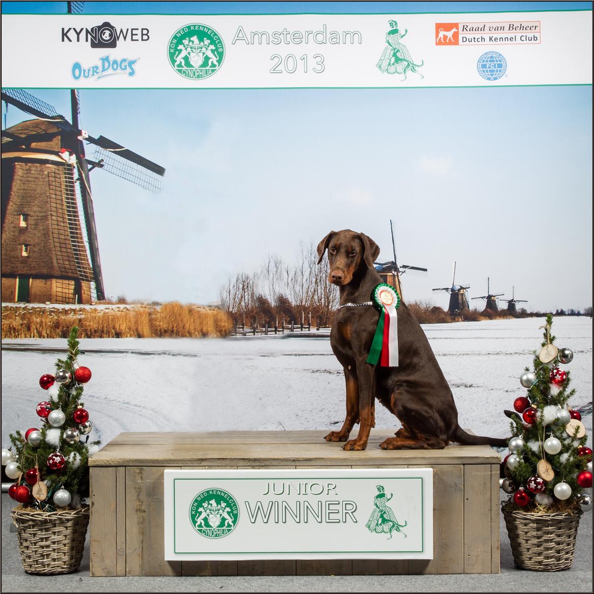 Dobermann DKKV13 AJW13 LUCH Proud Danish Flying Indian Girl - **Amsterdam Junior Vinder 2013** billede 13