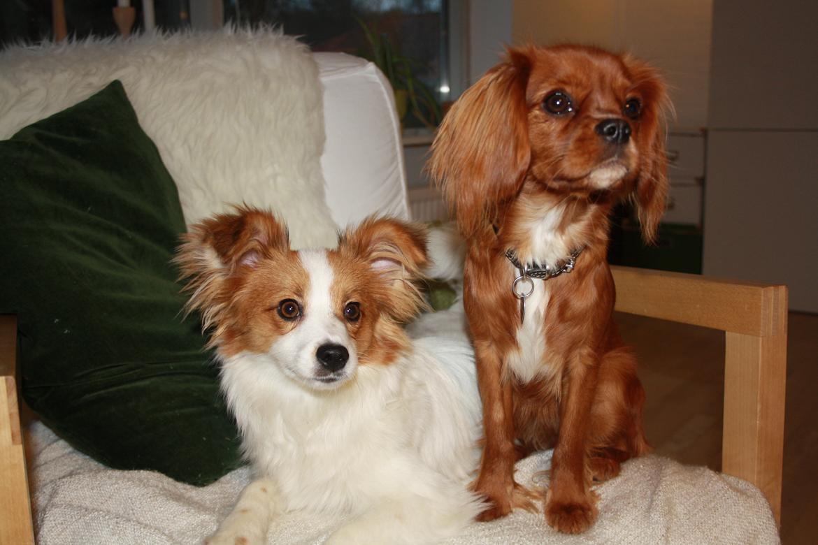 Papillon Mali billede 5