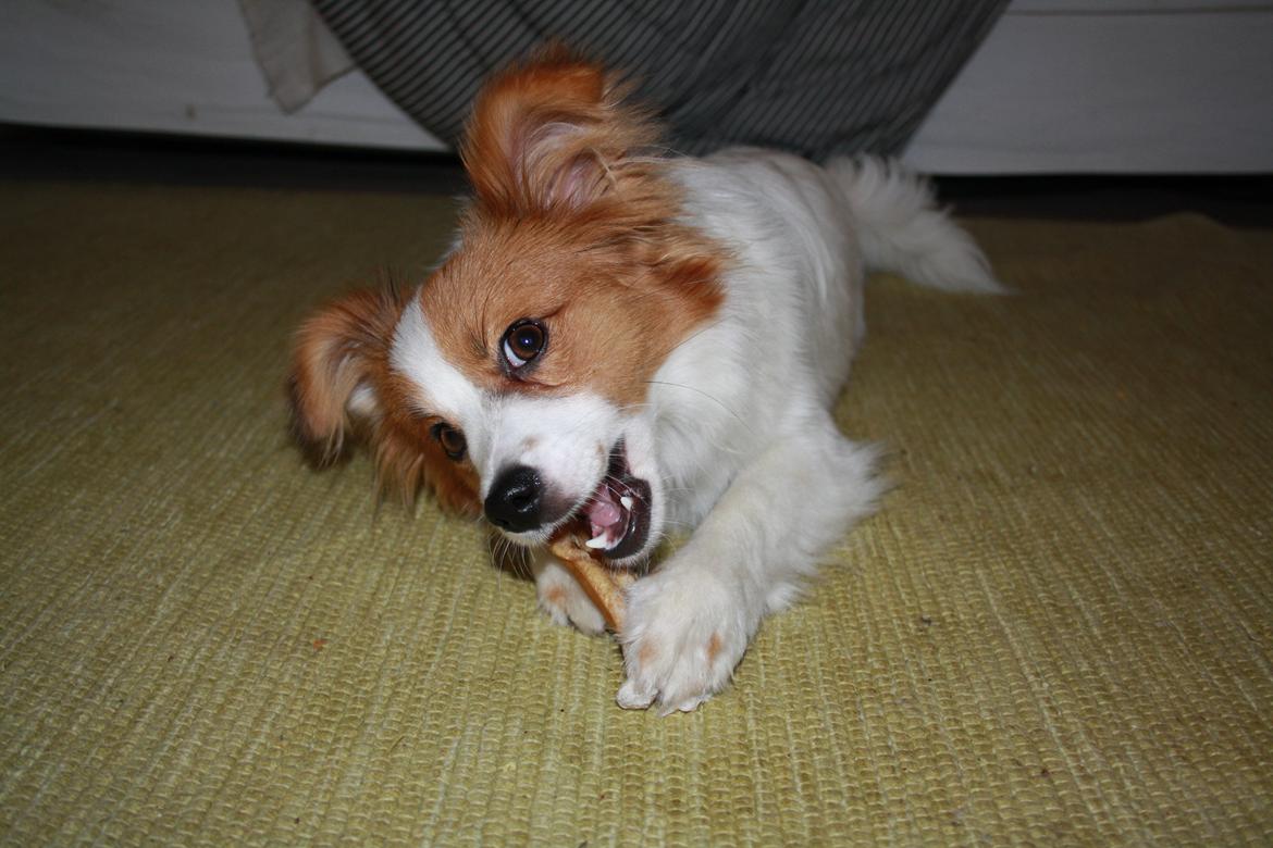 Papillon Mali billede 6