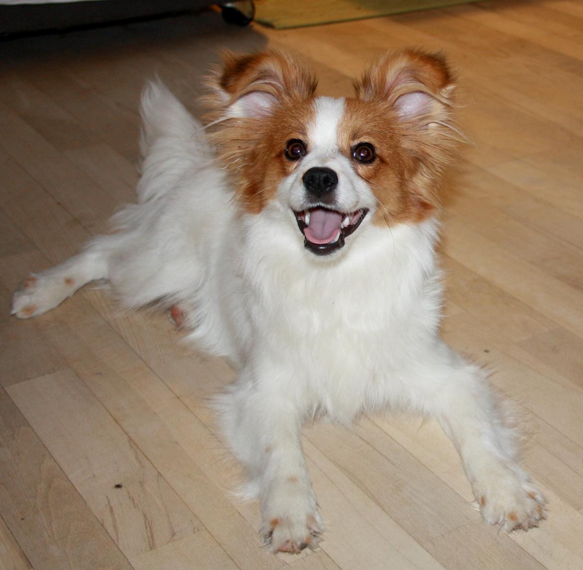 Papillon Mali billede 8