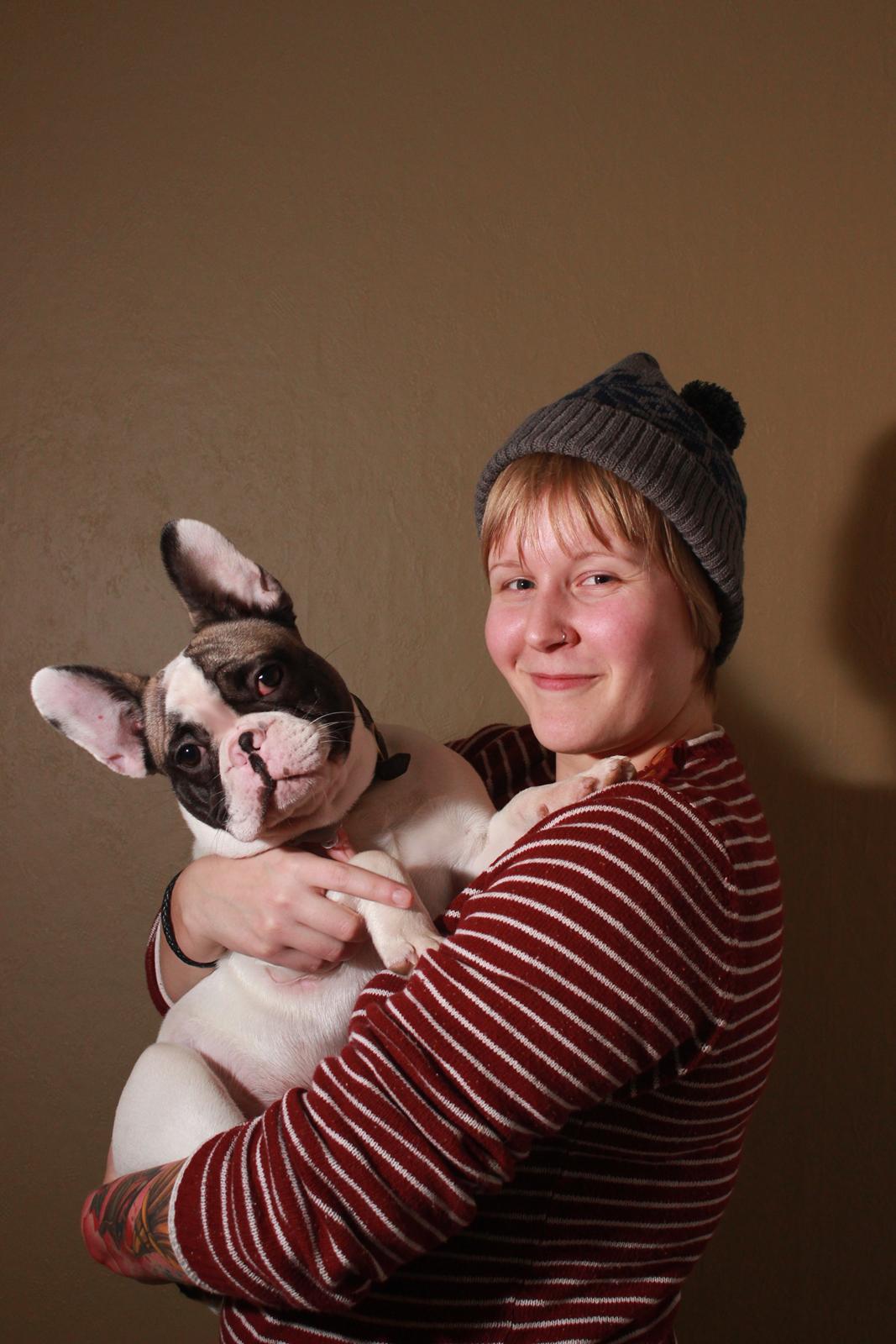 Fransk bulldog Hector billede 2