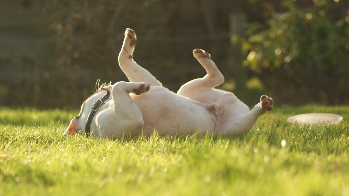 Fransk bulldog Hector billede 21