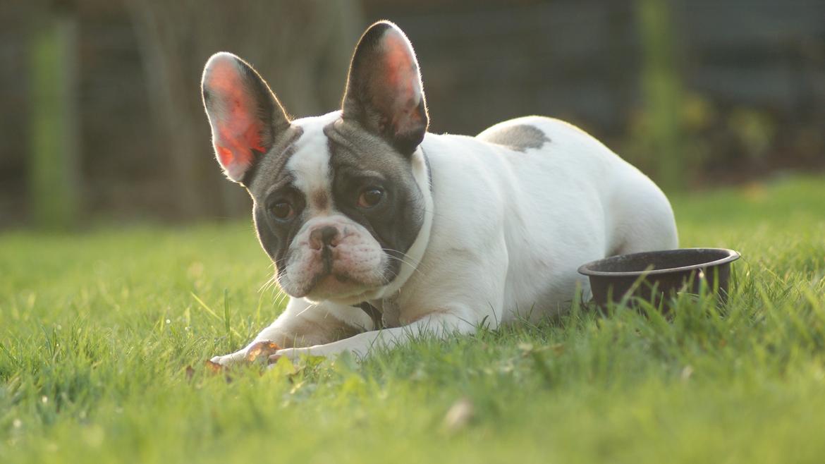 Fransk bulldog Hector billede 22