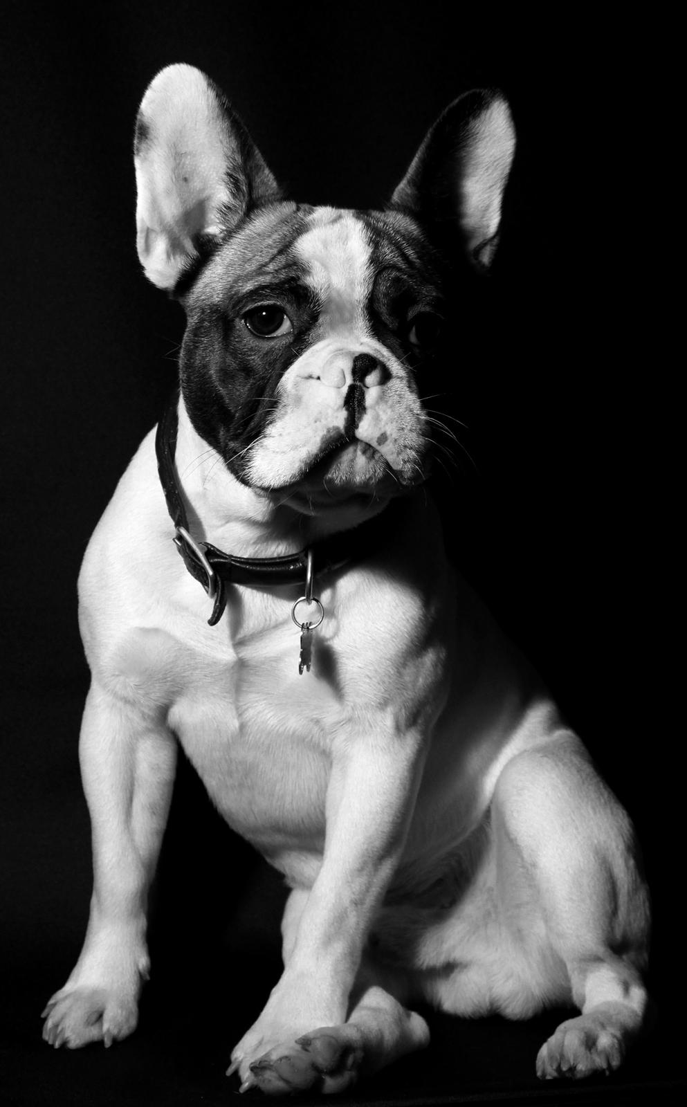 Fransk bulldog Hector billede 1