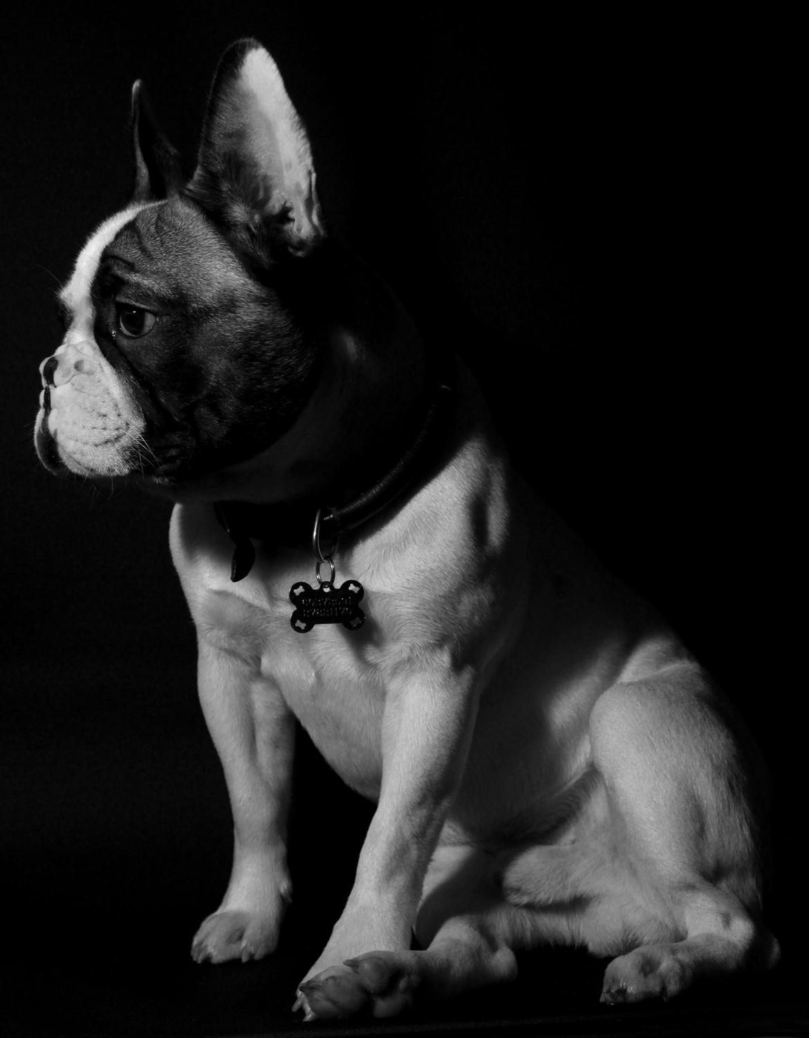 Fransk bulldog Hector billede 23