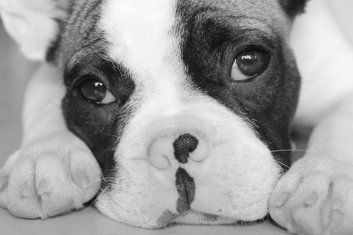 Fransk bulldog Hector billede 24