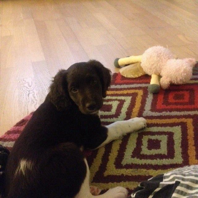 Kleiner münsterländer Løvmosen's Dina (Ella) billede 1