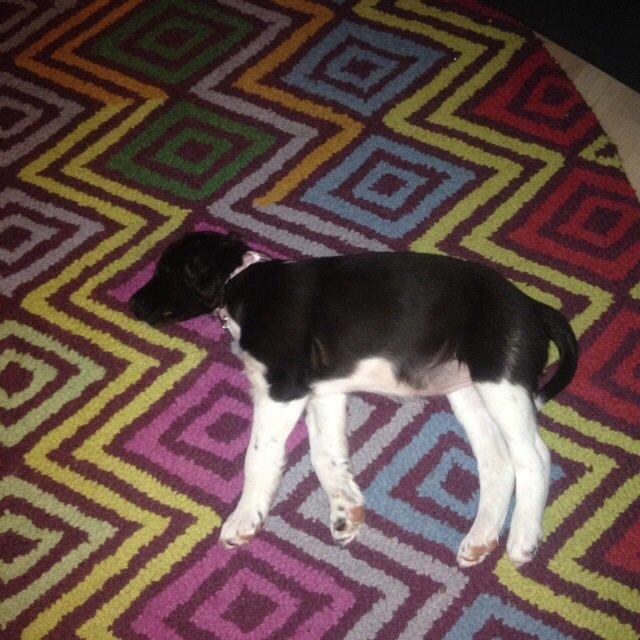 Kleiner münsterländer Løvmosen's Dina (Ella) billede 2