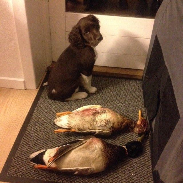 Kleiner münsterländer Løvmosen's Dina (Ella) billede 3