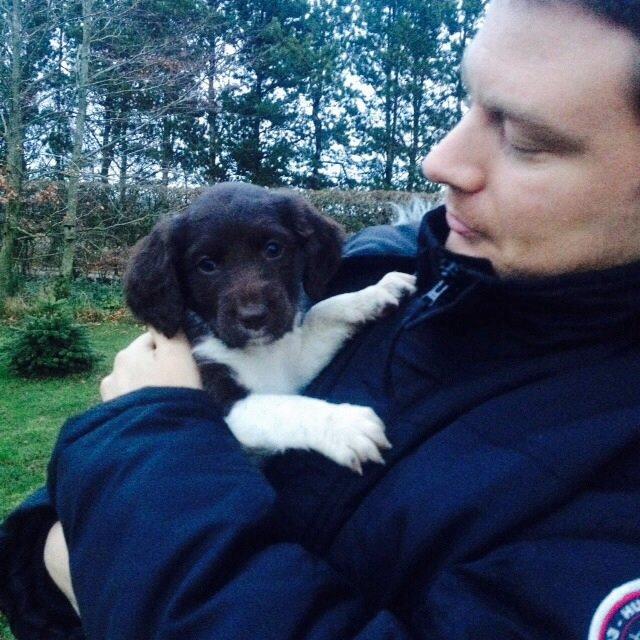 Kleiner münsterländer Løvmosen's Dina (Ella) billede 4