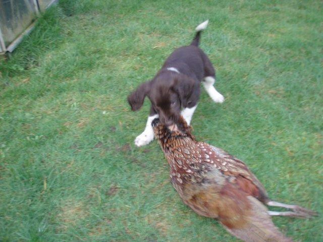 Kleiner münsterländer Løvmosen's Dina (Ella) billede 5