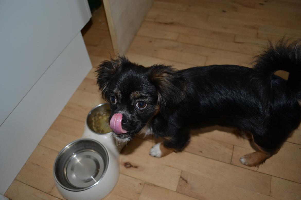 Blanding af racer Bella billede 16