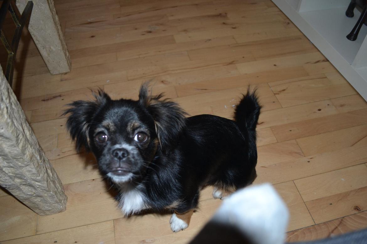 Blanding af racer Bella billede 17