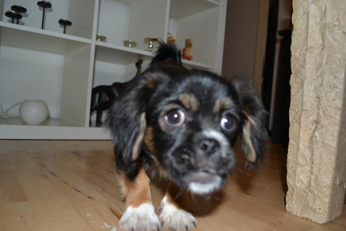 Blanding af racer Bella billede 18