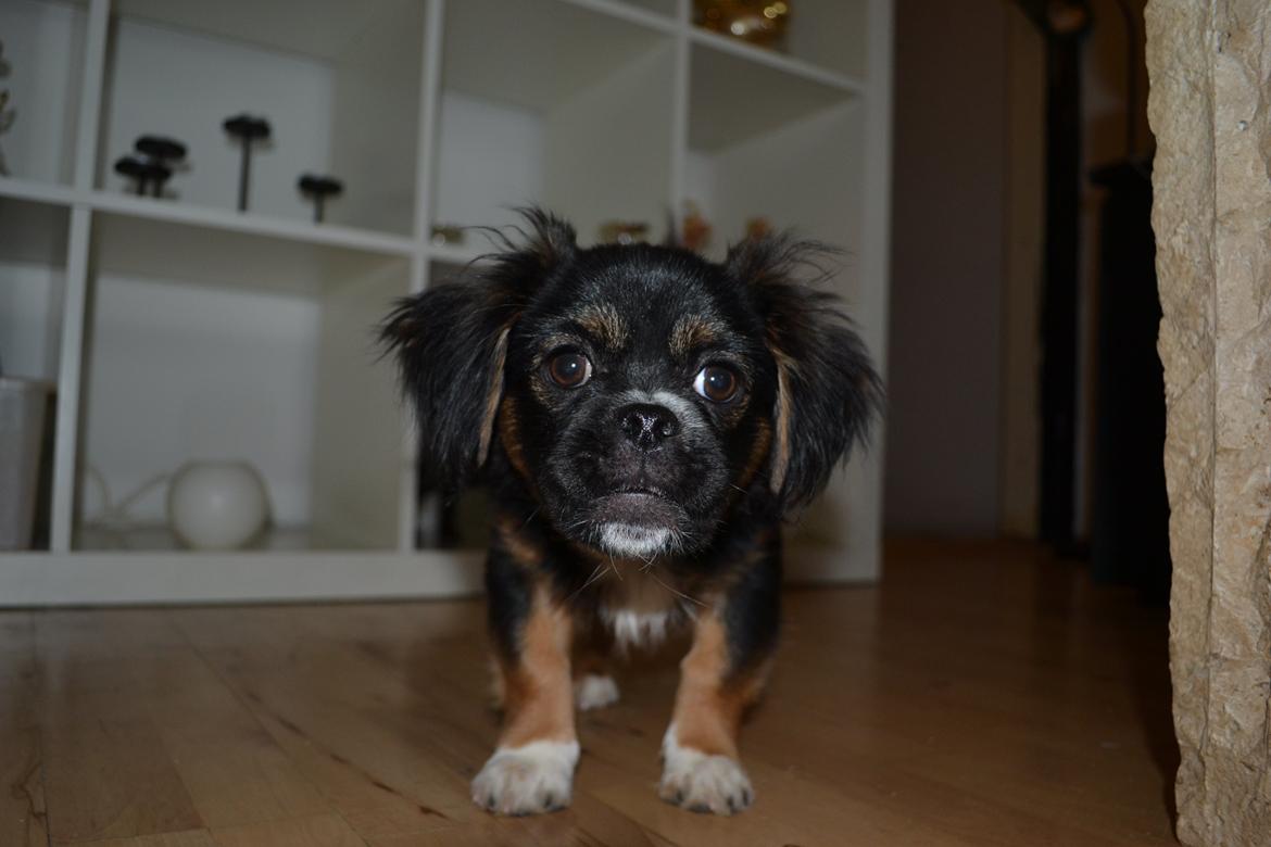 Blanding af racer Bella billede 19