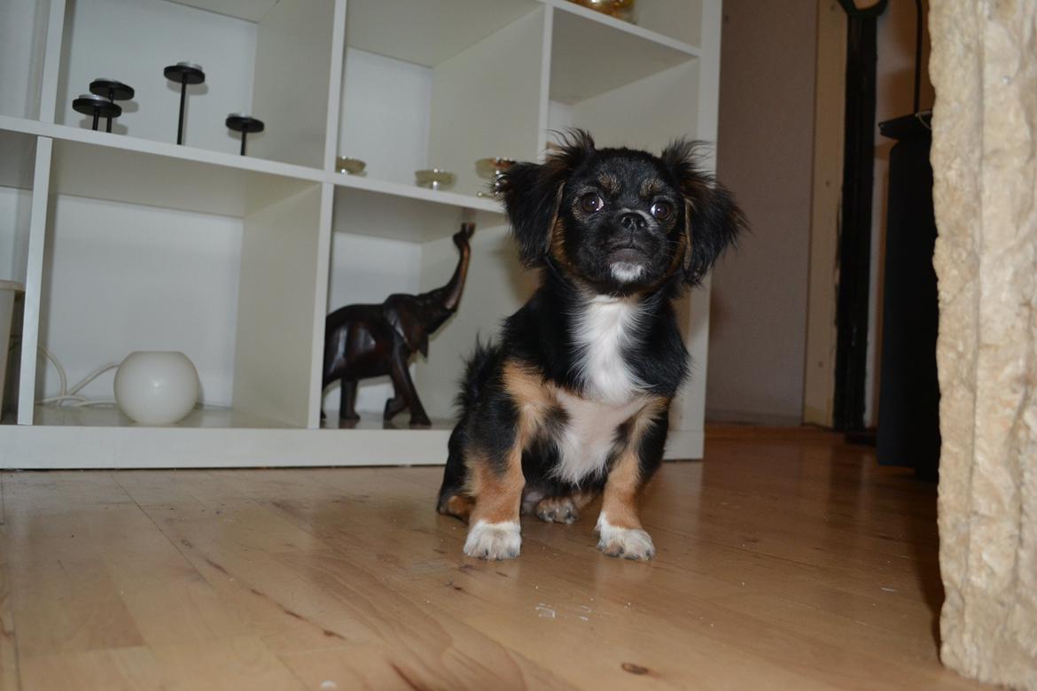 Blanding af racer Bella billede 20