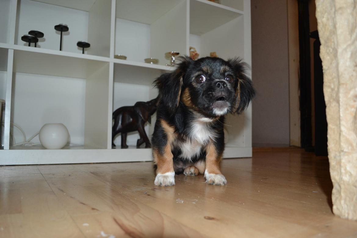 Blanding af racer Bella billede 21