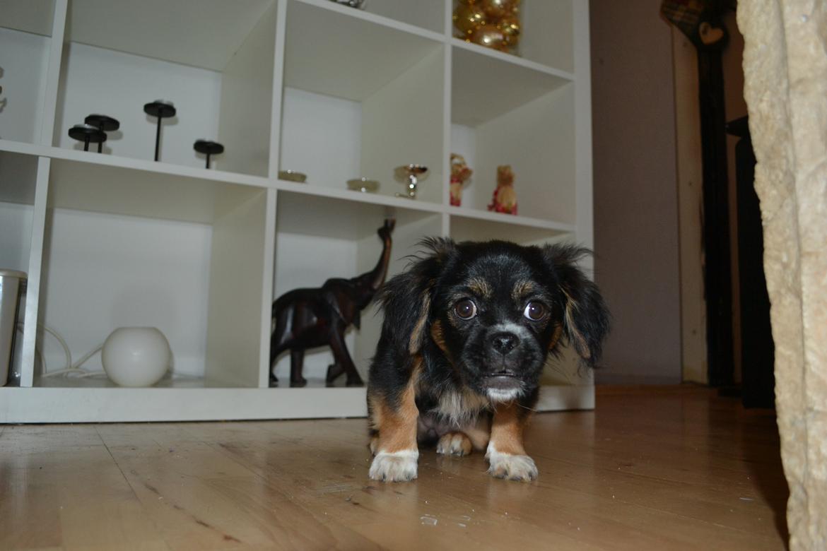 Blanding af racer Bella billede 22