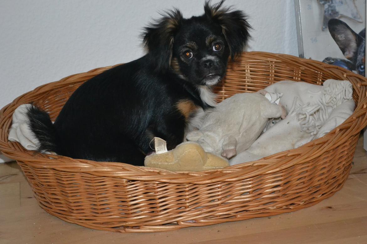 Blanding af racer Bella billede 23