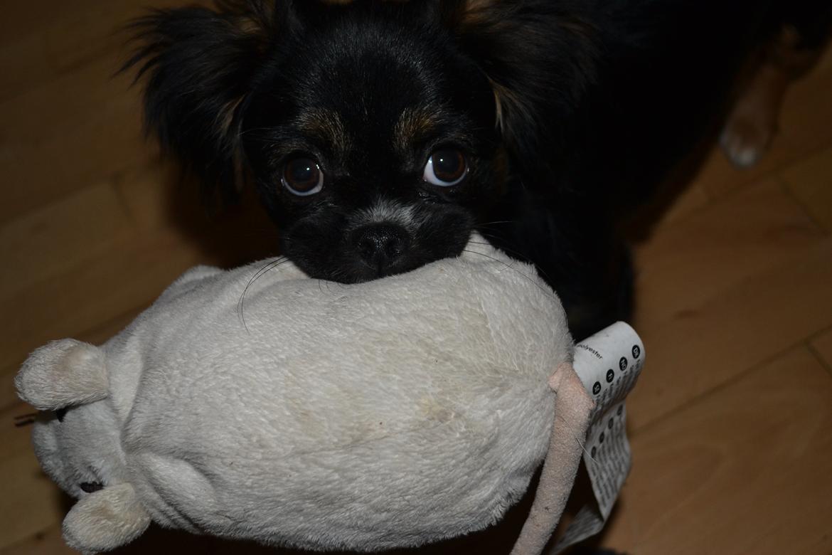 Blanding af racer Bella billede 24