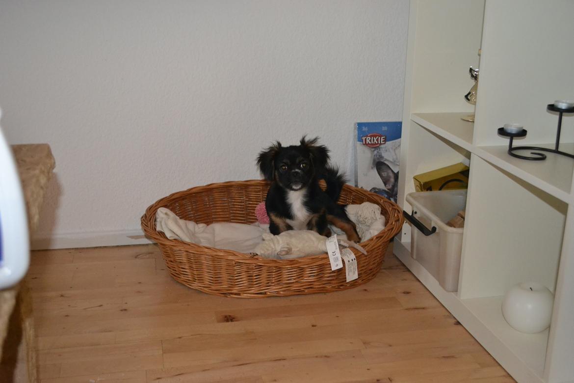 Blanding af racer Bella billede 25