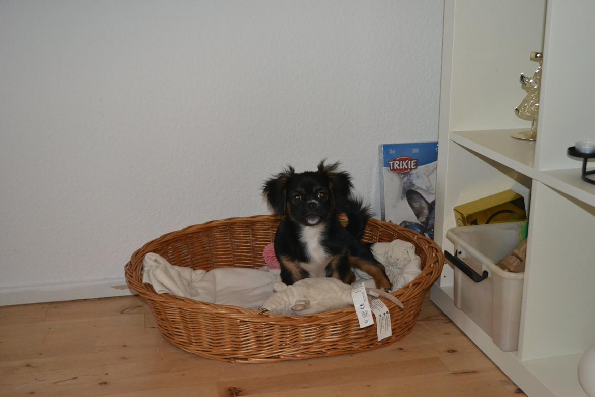 Blanding af racer Bella billede 26