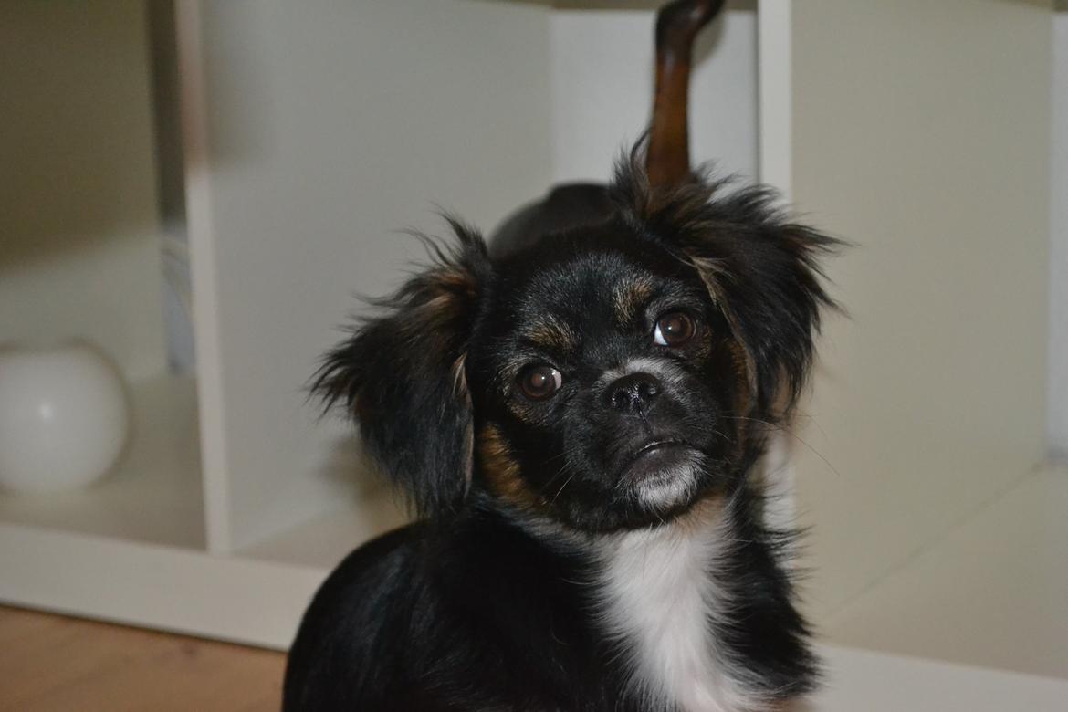 Blanding af racer Bella billede 27