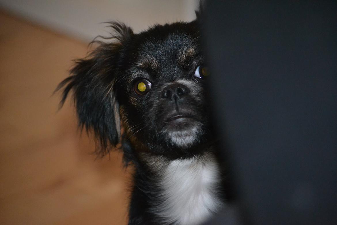 Blanding af racer Bella billede 28