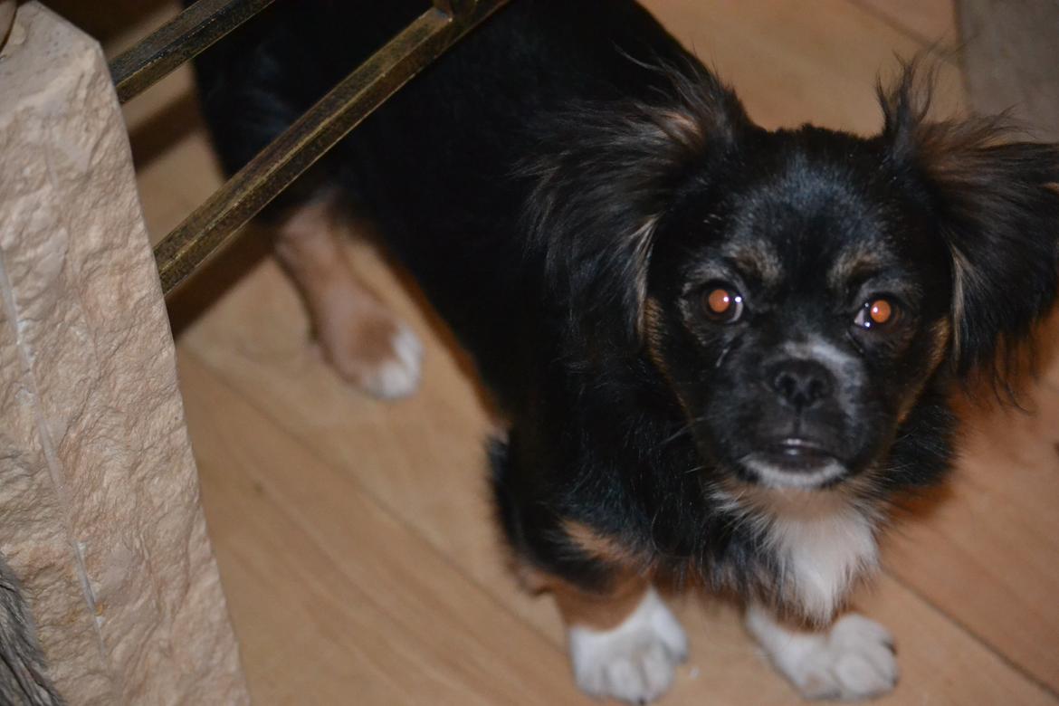 Blanding af racer Bella billede 29