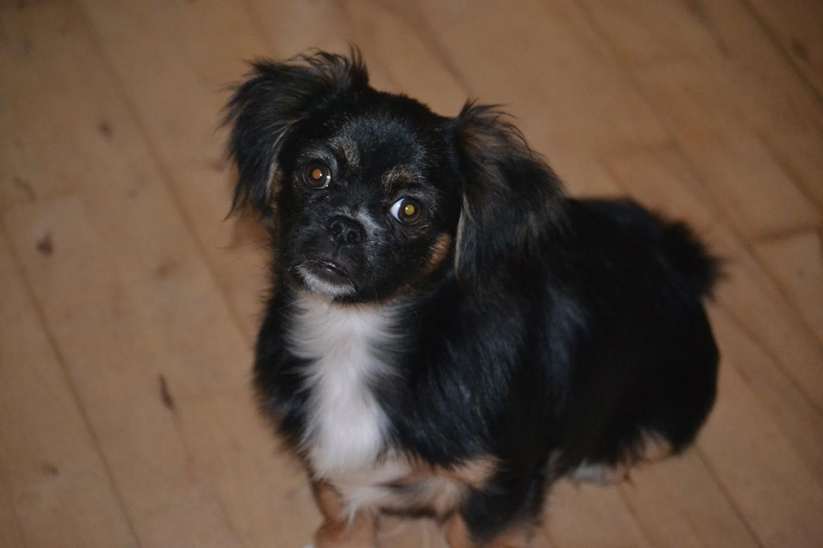 Blanding af racer Bella billede 30