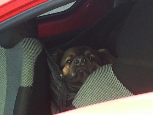 Blanding af racer Valter billede 2