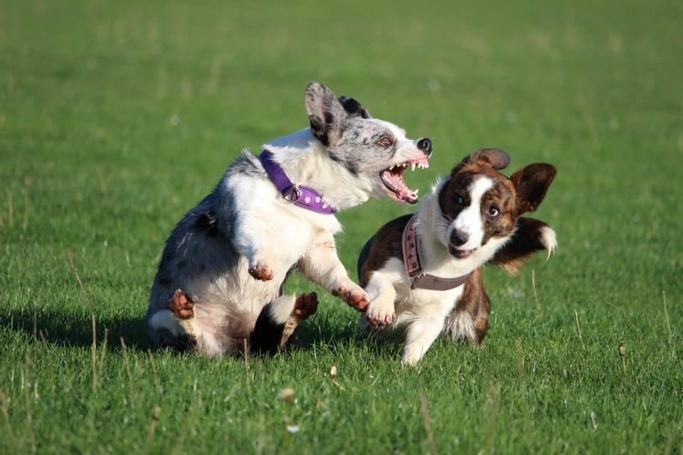 Welsh corgi cardigan Rosie billede 17