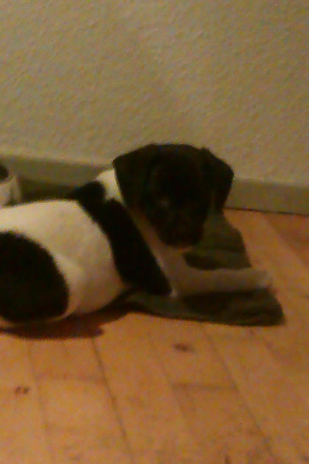 Dansk svensk gaardhund Hermann - 8 uger billede 3