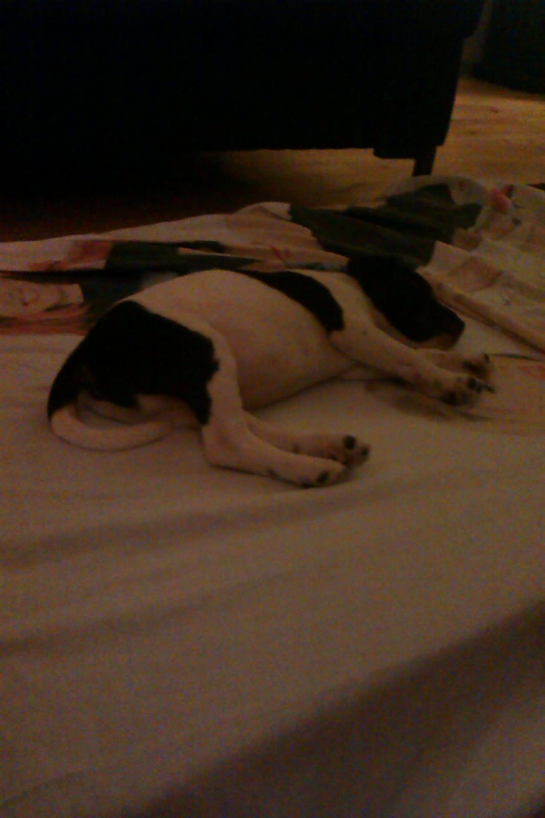 Dansk svensk gaardhund Hermann - På hans plads/madras i stuen, 8 uger billede 4