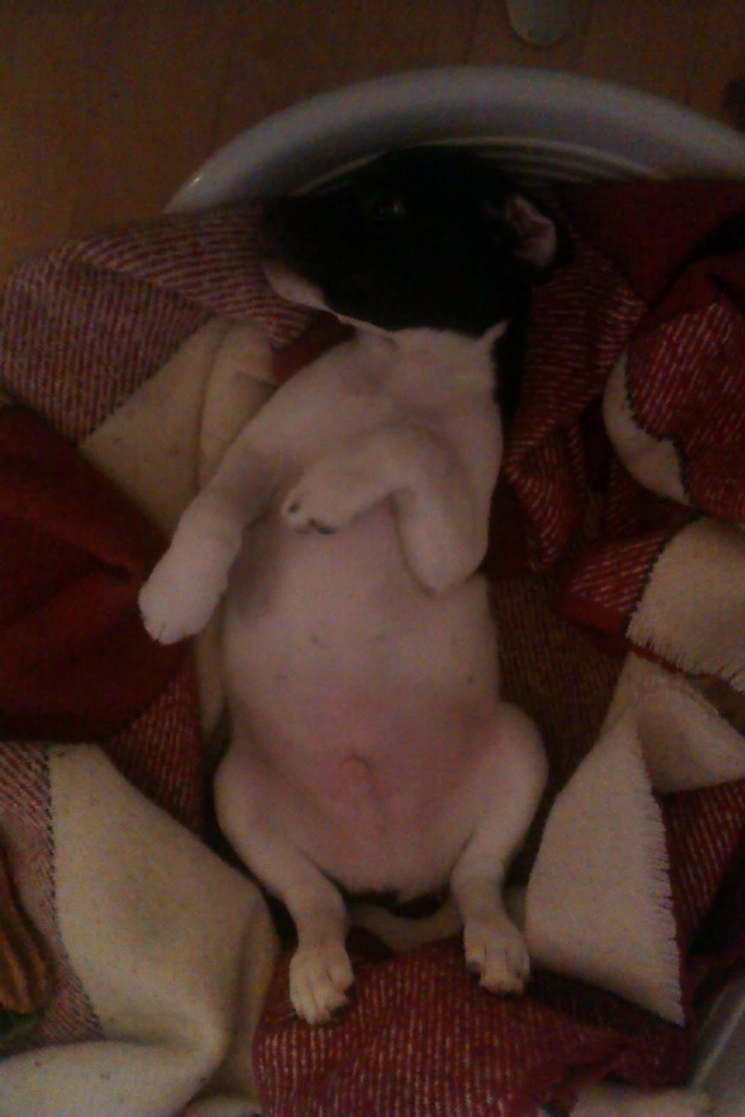 Dansk svensk gaardhund Hermann - 8 uger billede 5