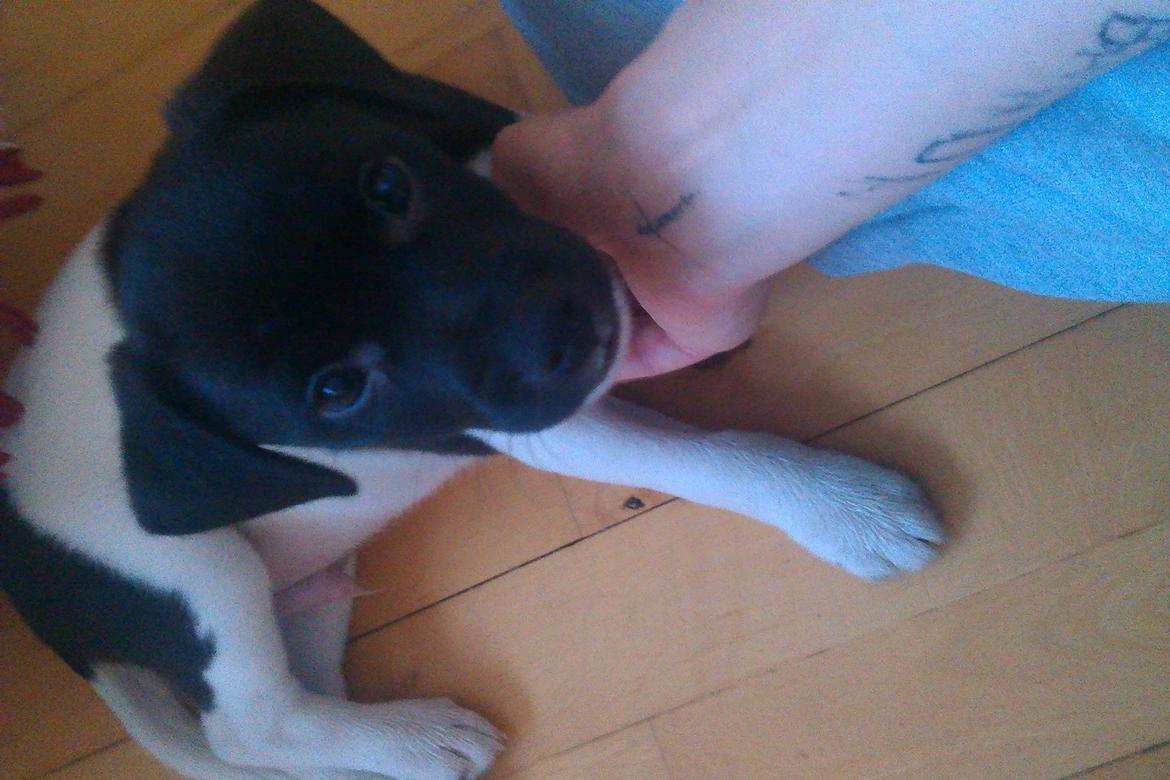 Dansk svensk gaardhund Hermann - 8 uger billede 2