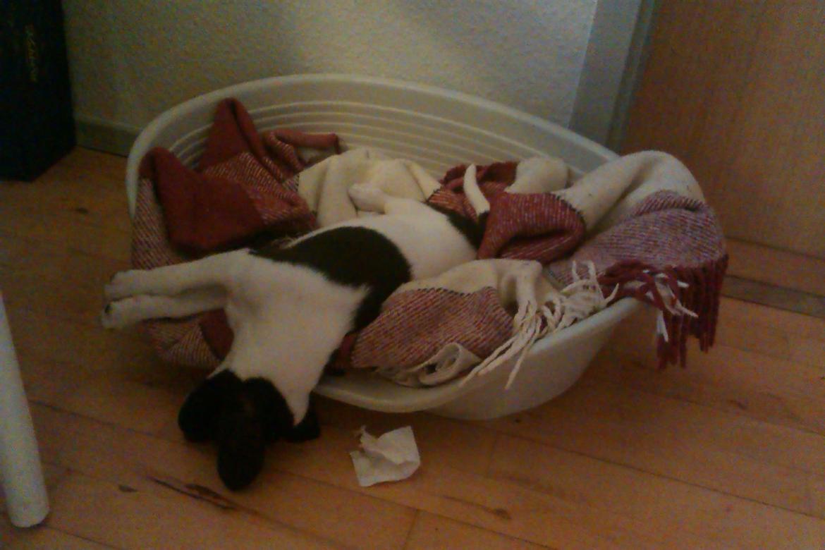 Dansk svensk gaardhund Hermann - I hans plads i køkkenet, 8 uger billede 6