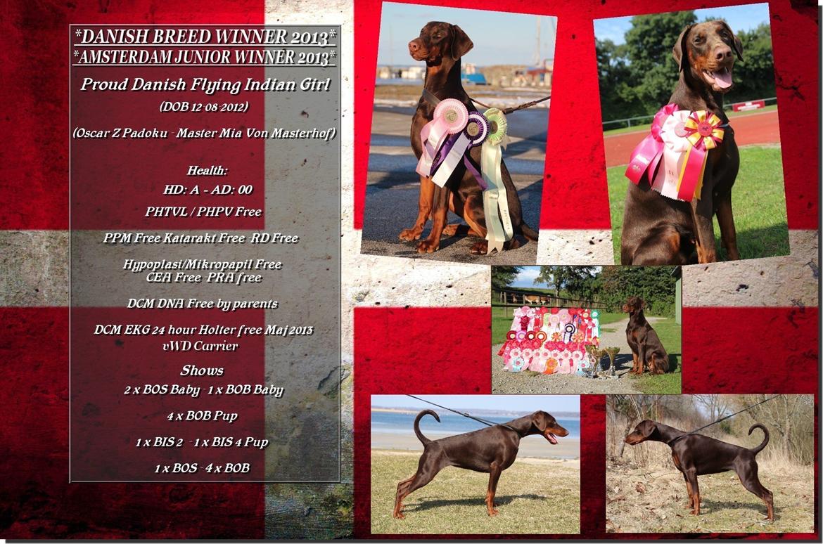 Dobermann DKKV13 AJW13 LUCH Proud Danish Flying Indian Girl billede 14