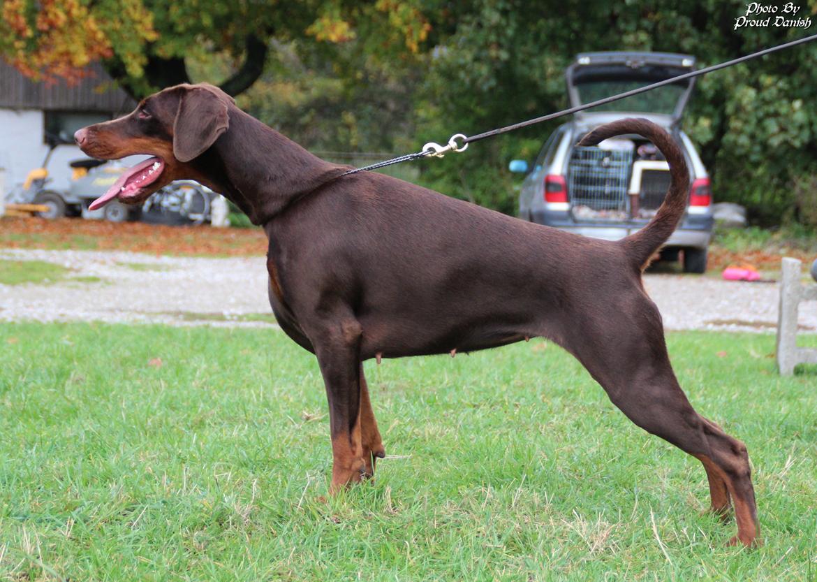 Dobermann DKKV13 AJW13 LUCH Proud Danish Flying Indian Girl - 14 mdr billede 12
