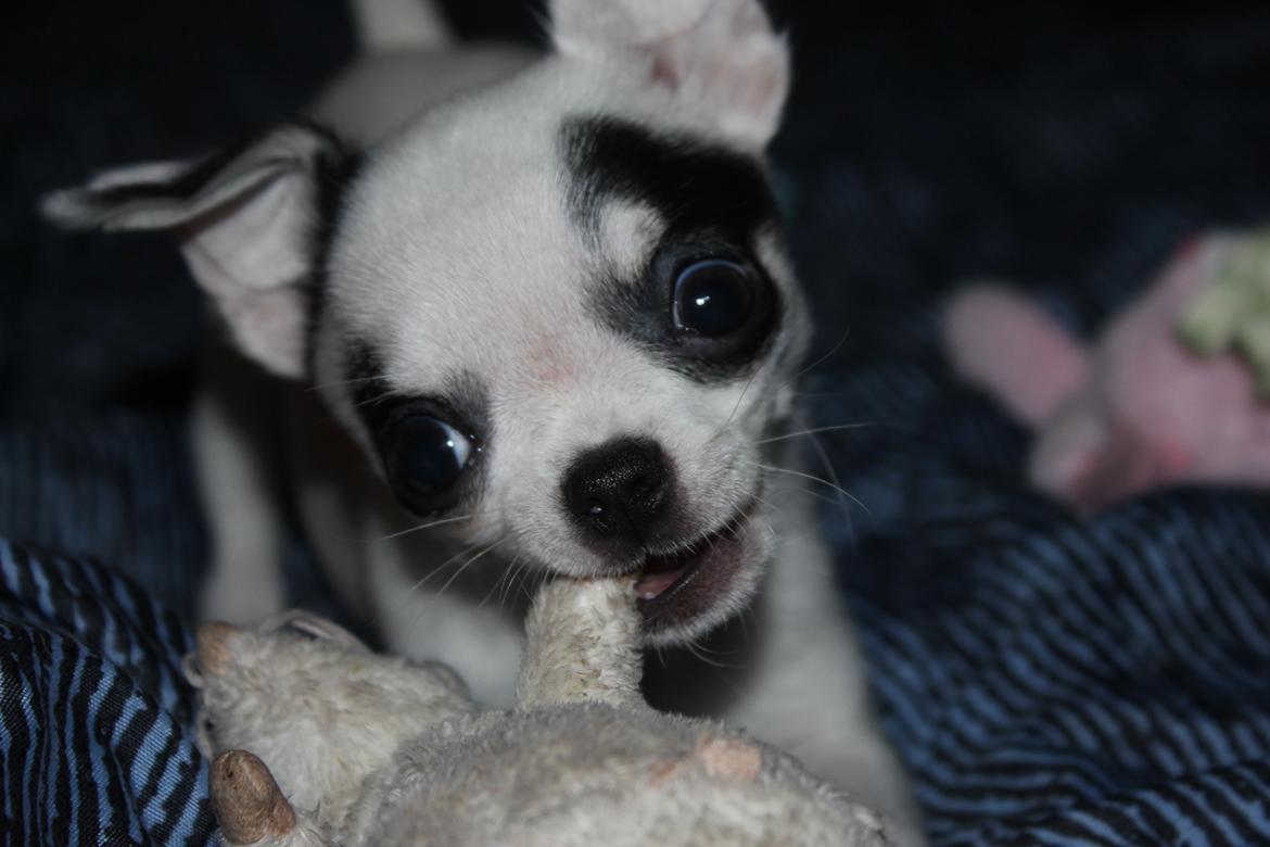 Chihuahua Miszja - 12 uger <3 billede 27